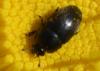 Meligethinae inconnu